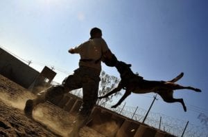 Dog Bites in Arizona: A Strict Liability Tort | Karnas Law Firm